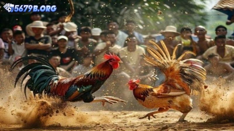 Bật mí chiến lược chọn gà và cựa dao chuẩn xác, hiệu quả lớn