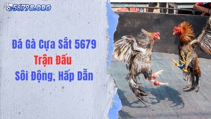 Đá Gà Cựa Sắt 5679: Trận Đấu Sôi Động, Hấp Dẫn