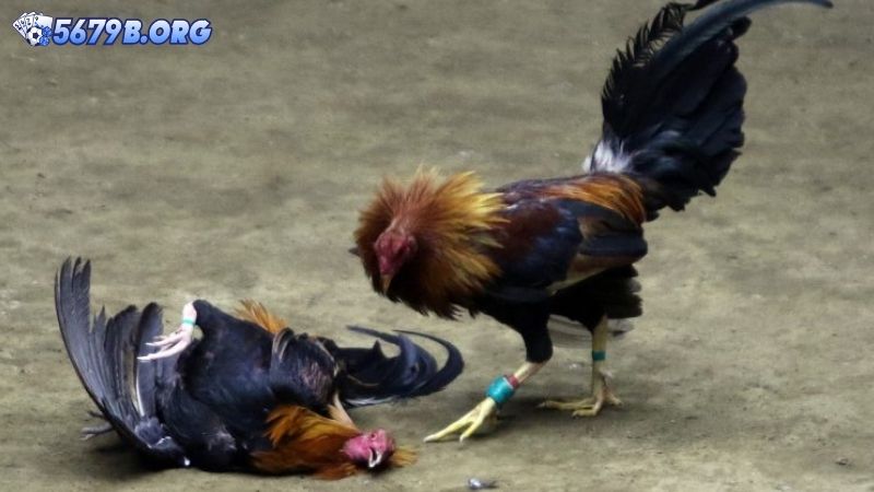 Giới thiệu đôi nét về đá gà cựa sắt tại nhà cái 5679