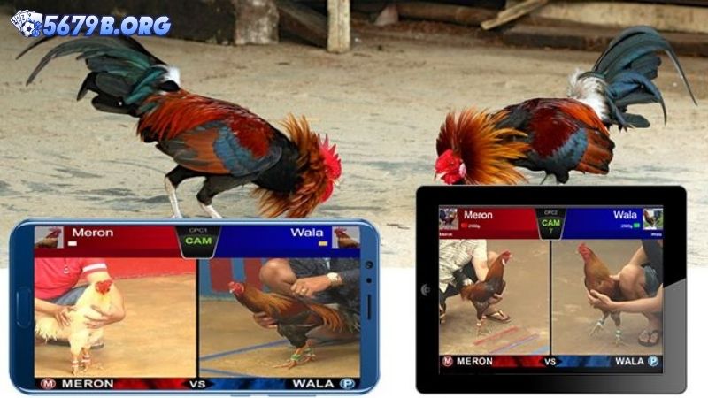 Giới thiệu về đá gà 5679