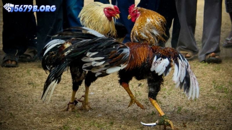 Luật chơi cơ bản của đá gà cựa sắt anh em cần nắm rõ